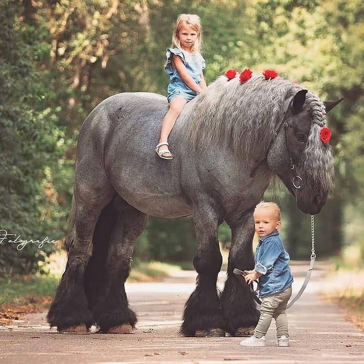 Ardennes Horse Breed